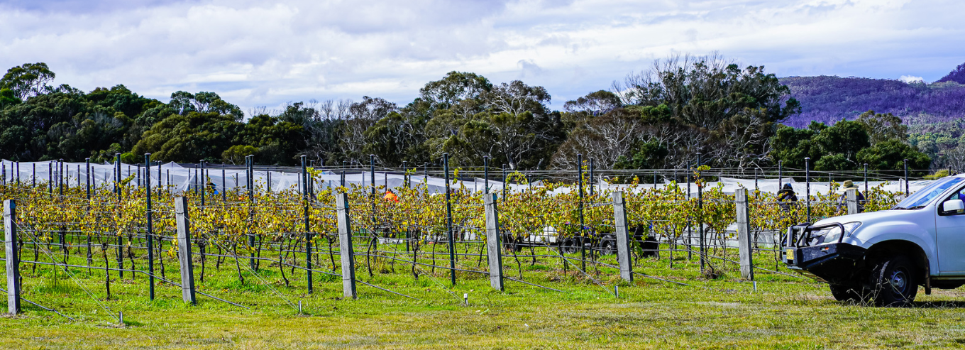 Sapling Yard Wines vineyard 